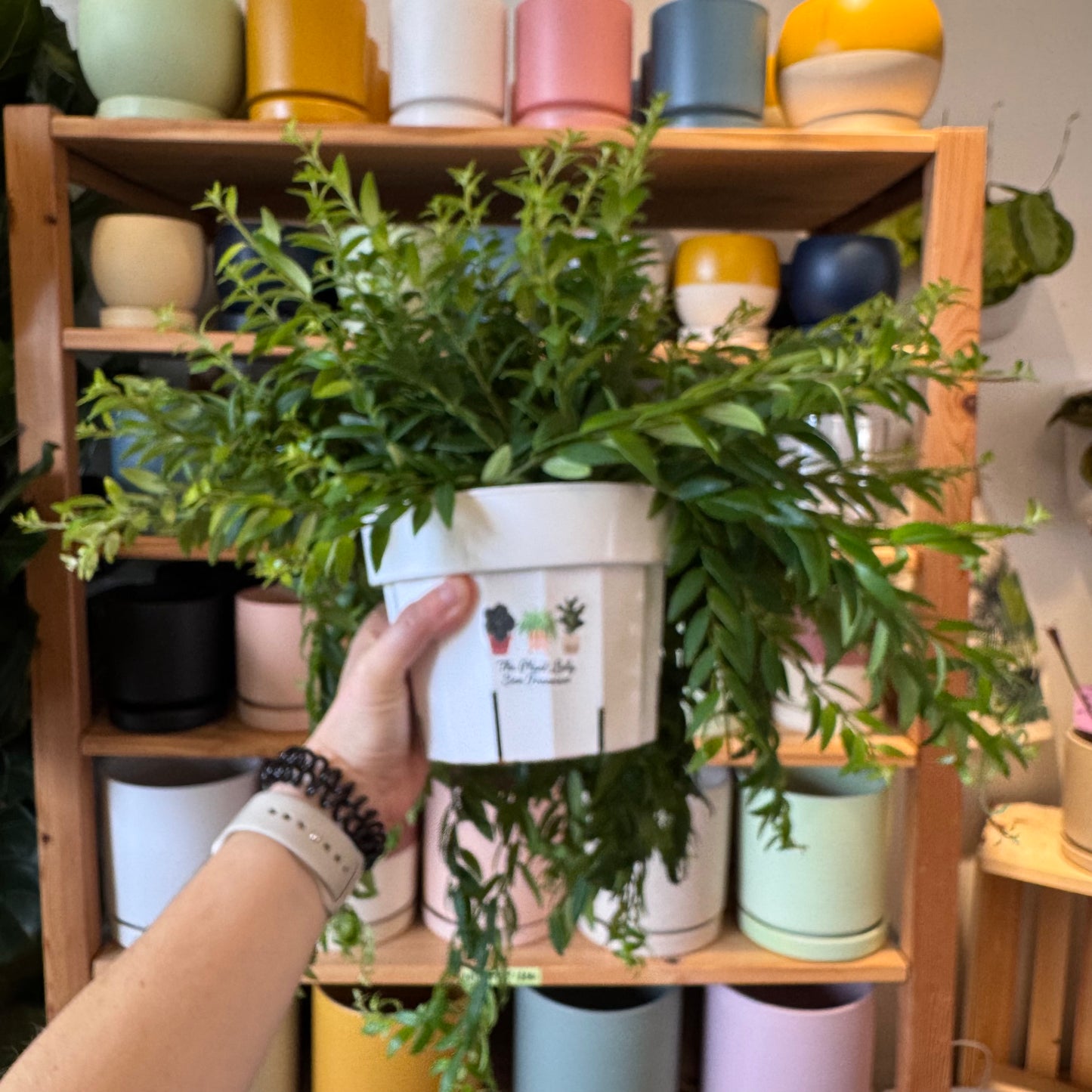 Aeschynanthus japhrolepis (Lipstick Plant)