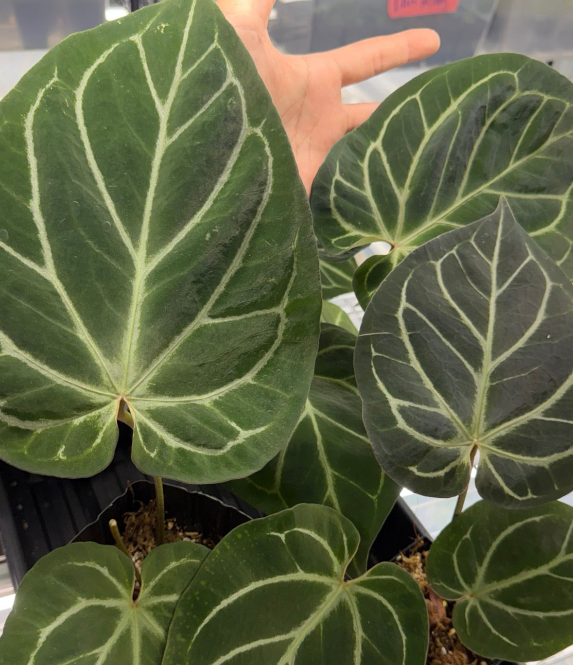 Anthurium "King of Spades"