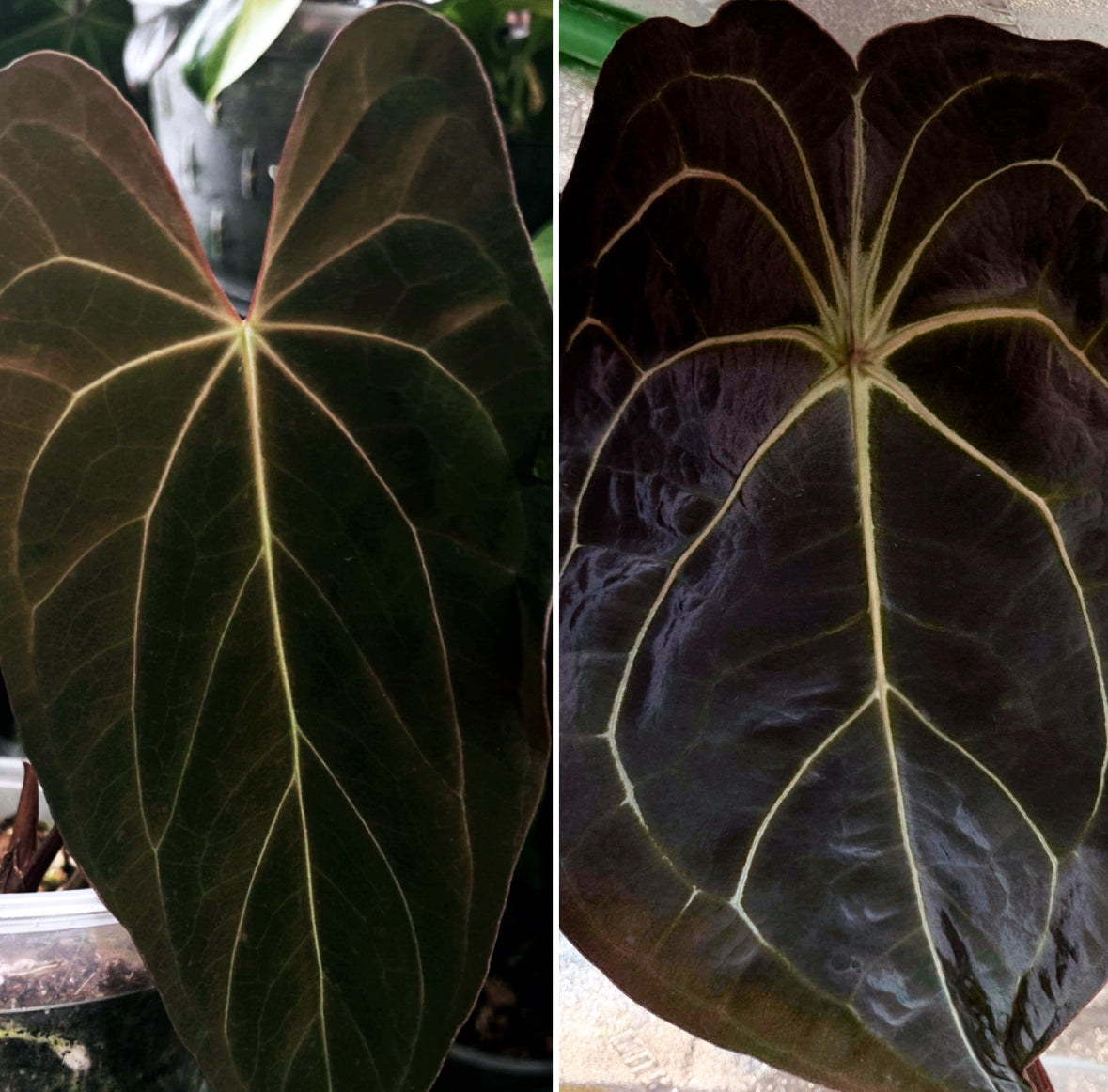 Anthurium (‘Dark Mama’ x papillilaminum) x (carlablackiae x forgetii