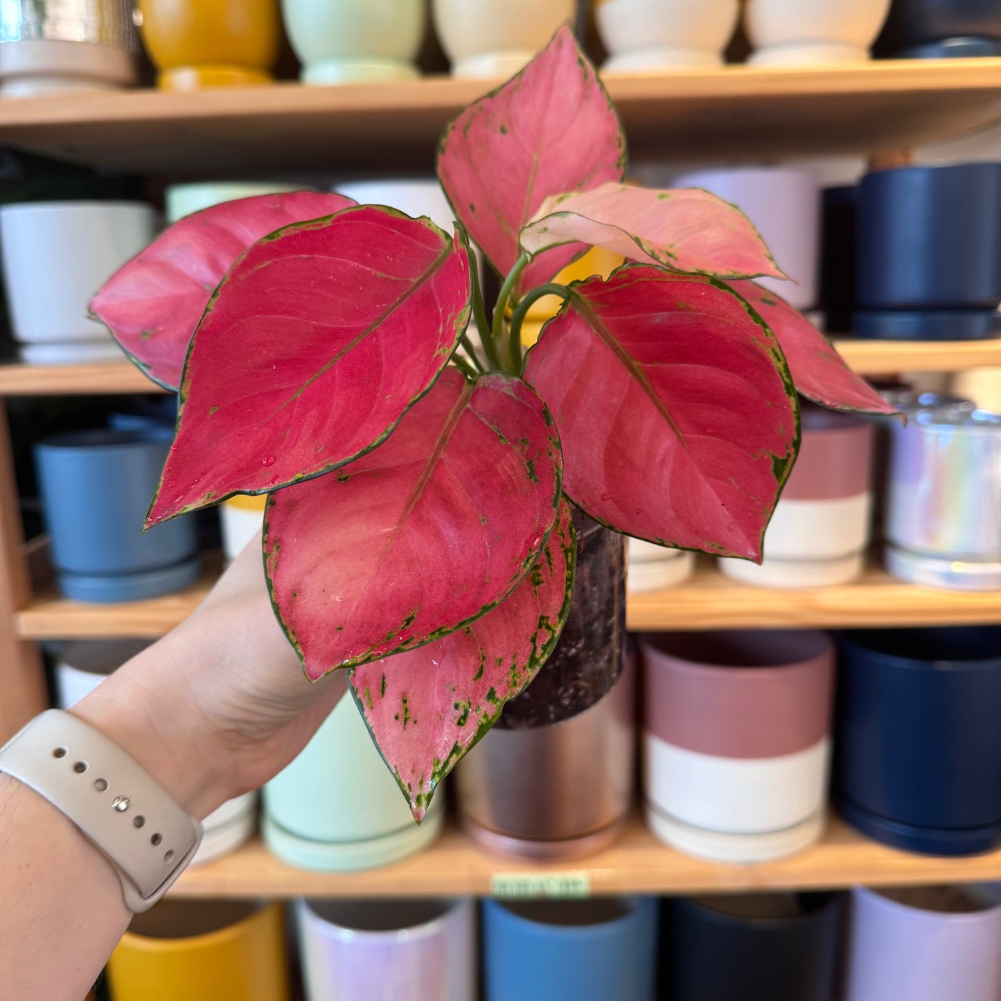 Aglaonema "Super Pink"