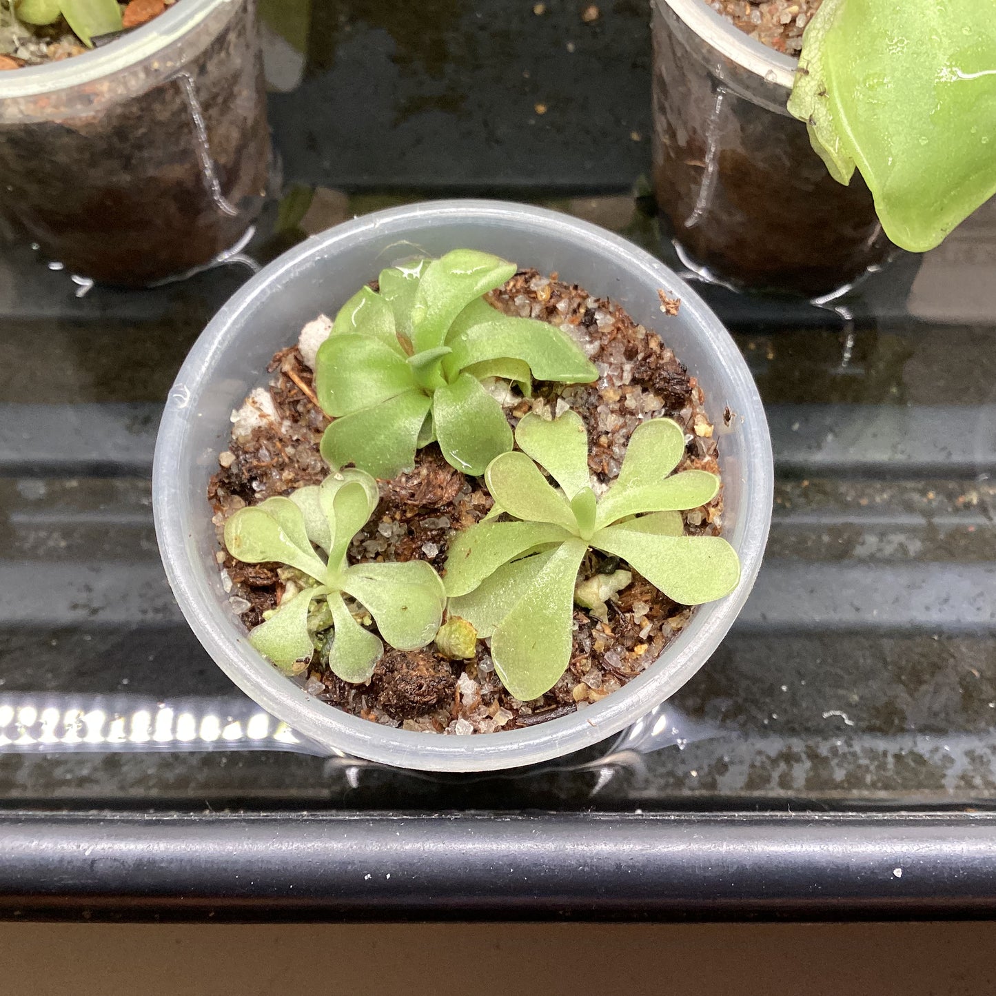Pinguicula NOID
