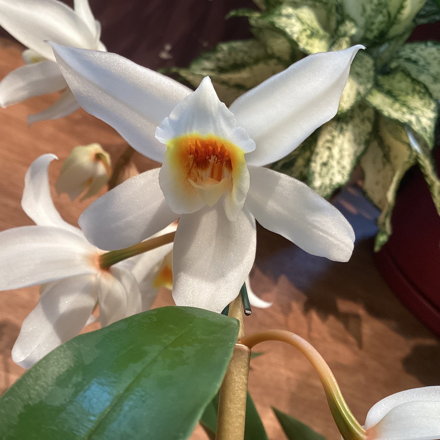 Coelogyne Janine Banks ‘Snow White’