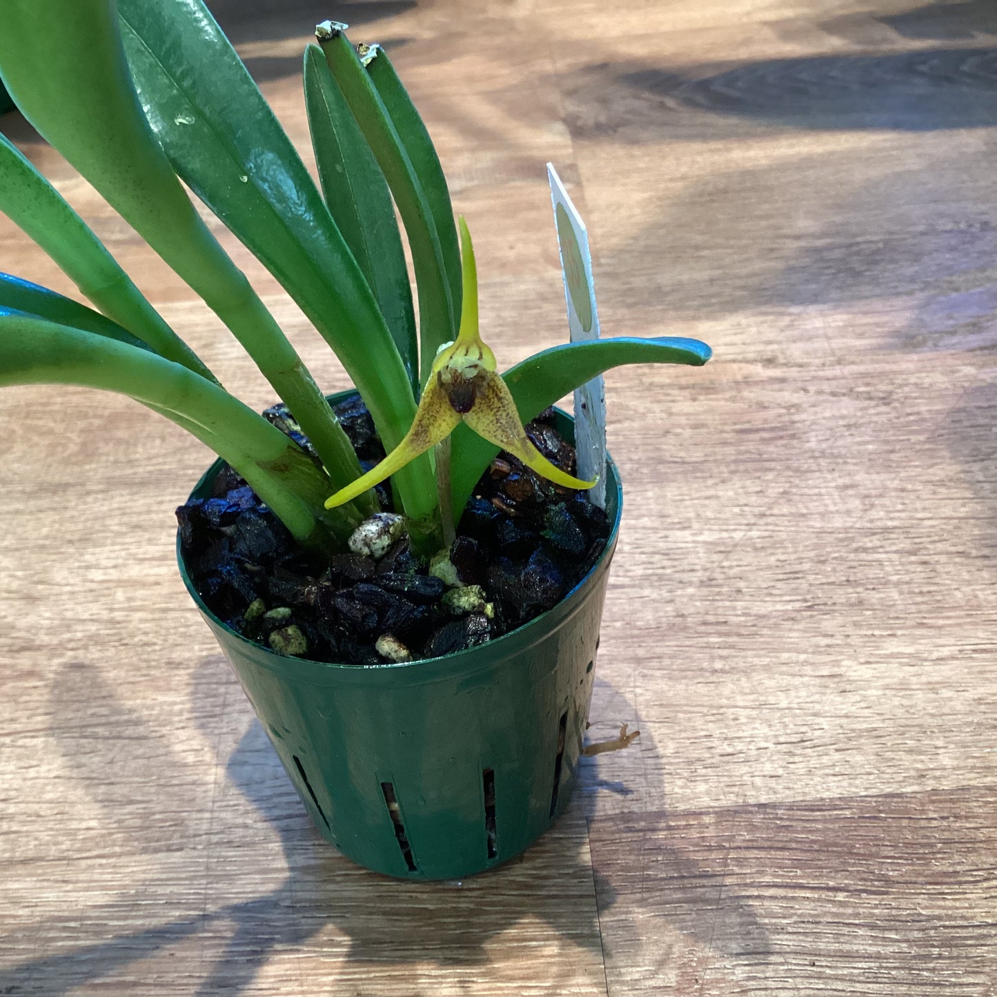 Masdevallia rigens (species)