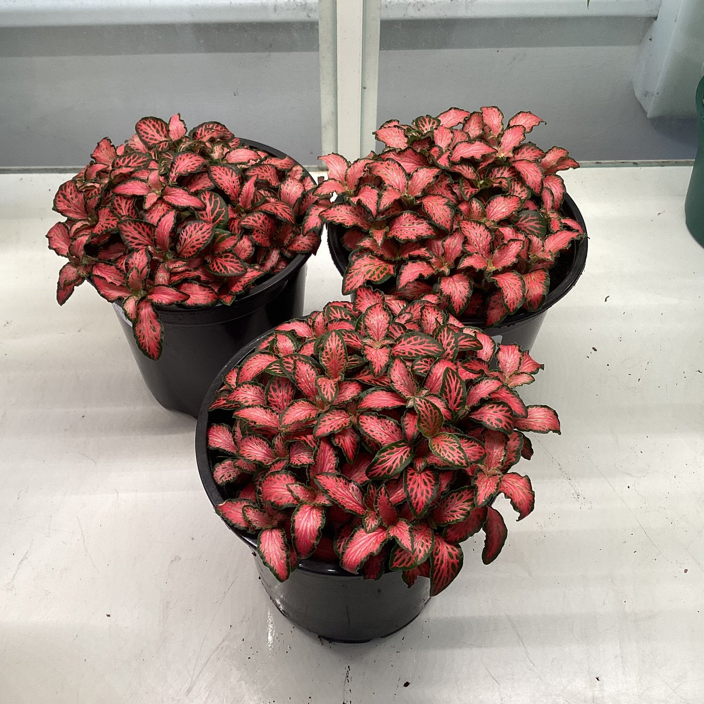 Fittonia albivenis (Narrow Leaf Pink)