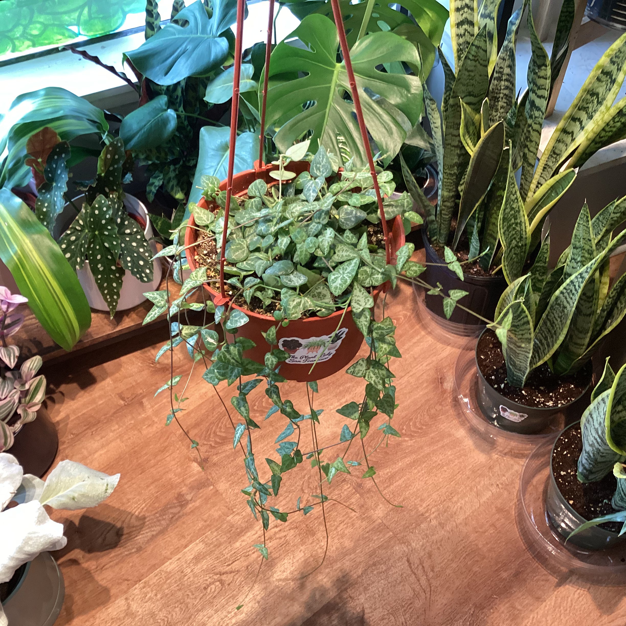 house plant with spear shaped leaves Ceropegia ‘String of Spades’