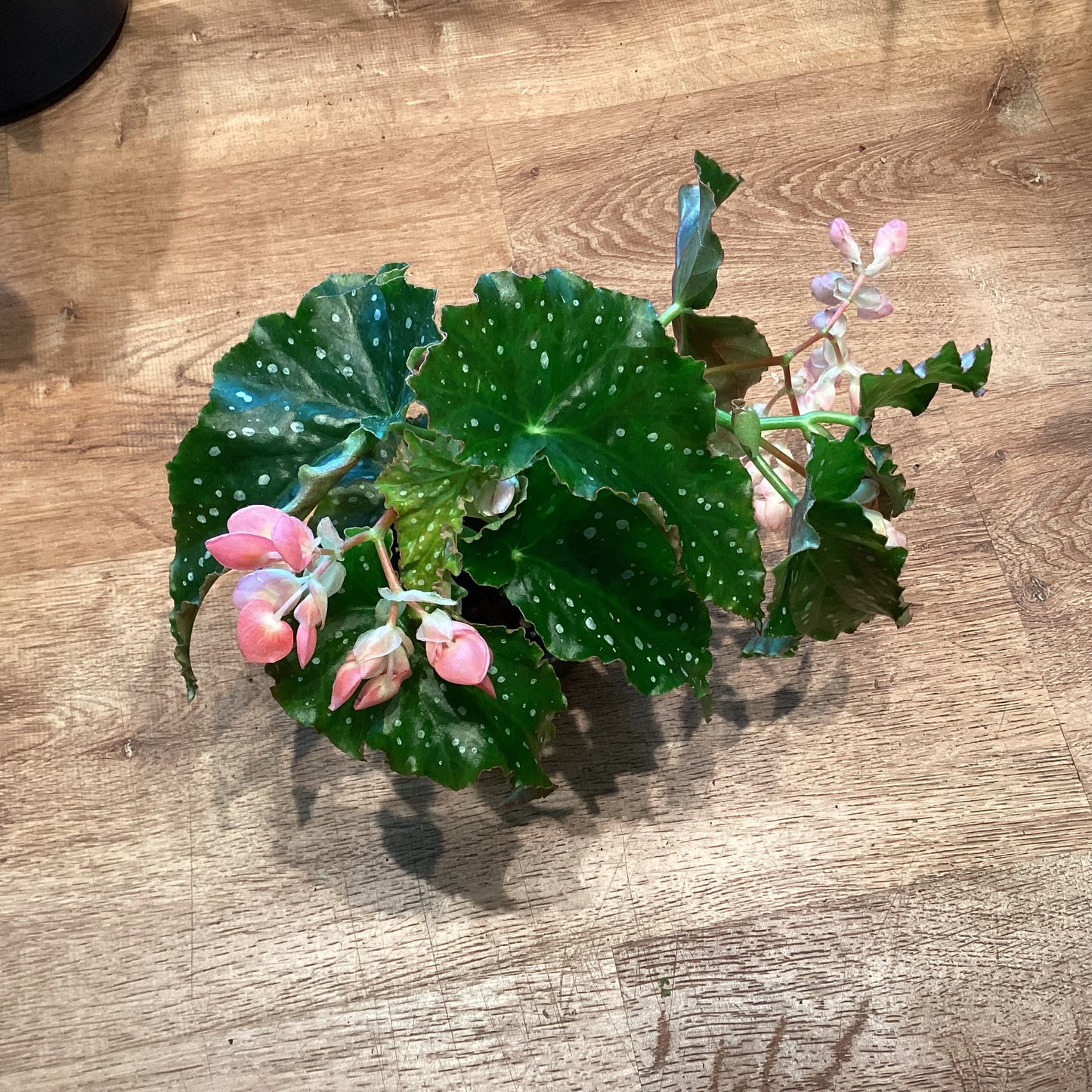 Begonia Josephine