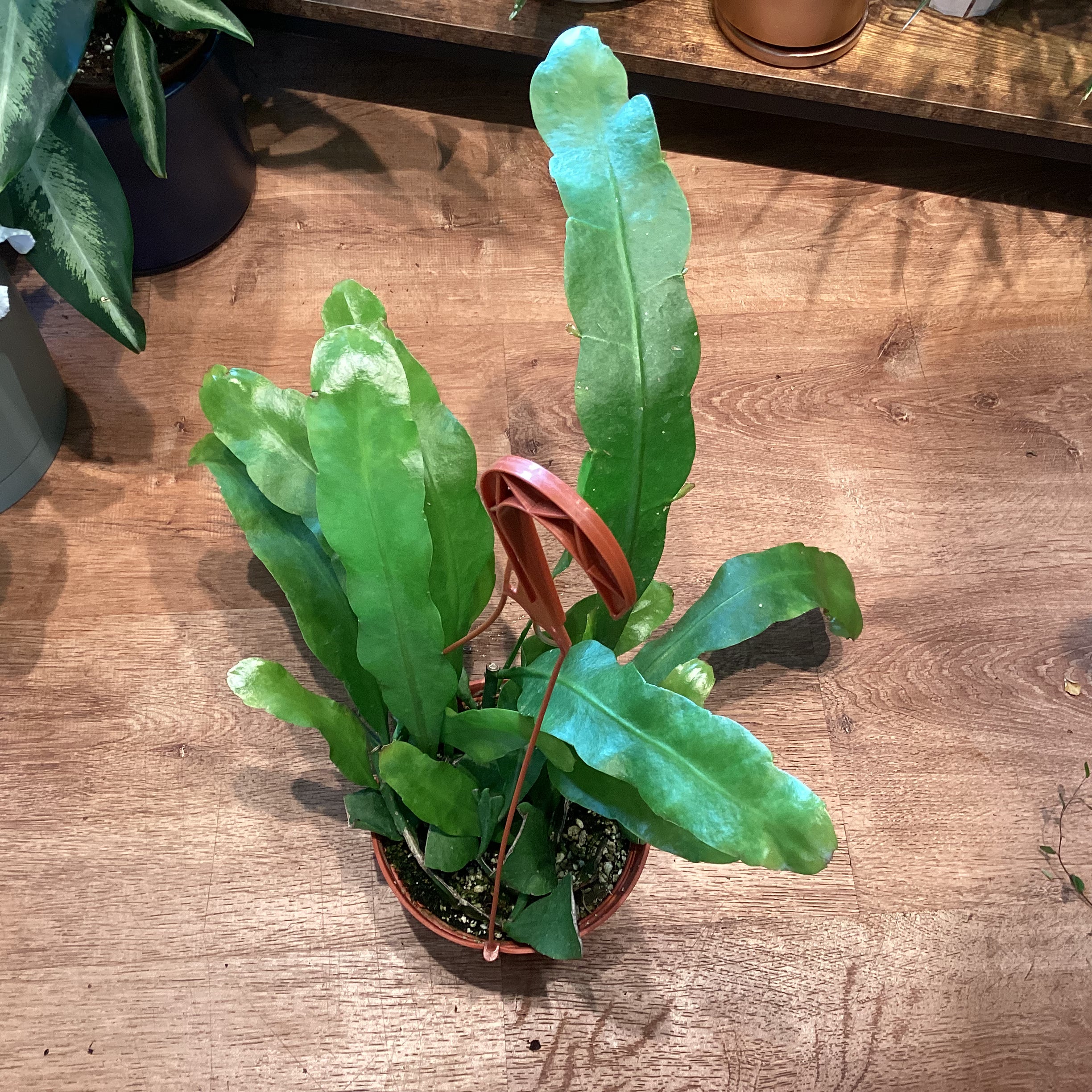lady of the night succulent Epiphyllum oxypetalum ‘Queen of the Night’