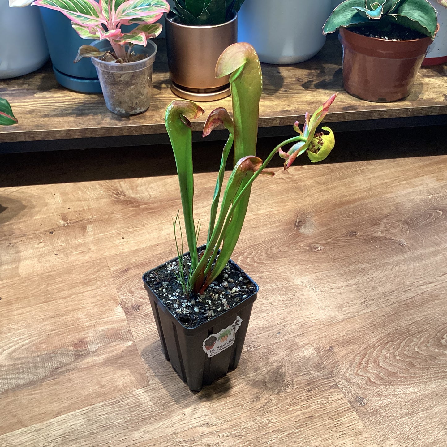 Sarracenia minor var. okefenokeensis