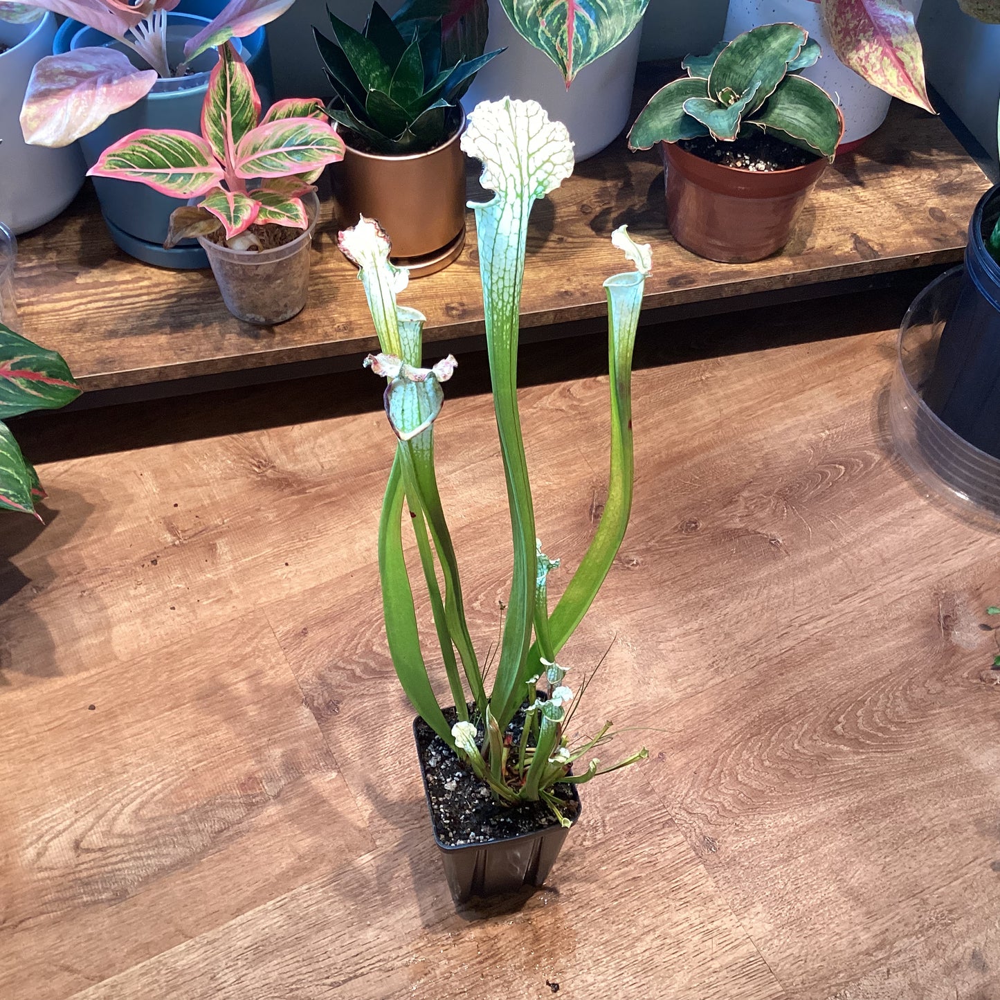 Sarracenia leucophylla HCW 3