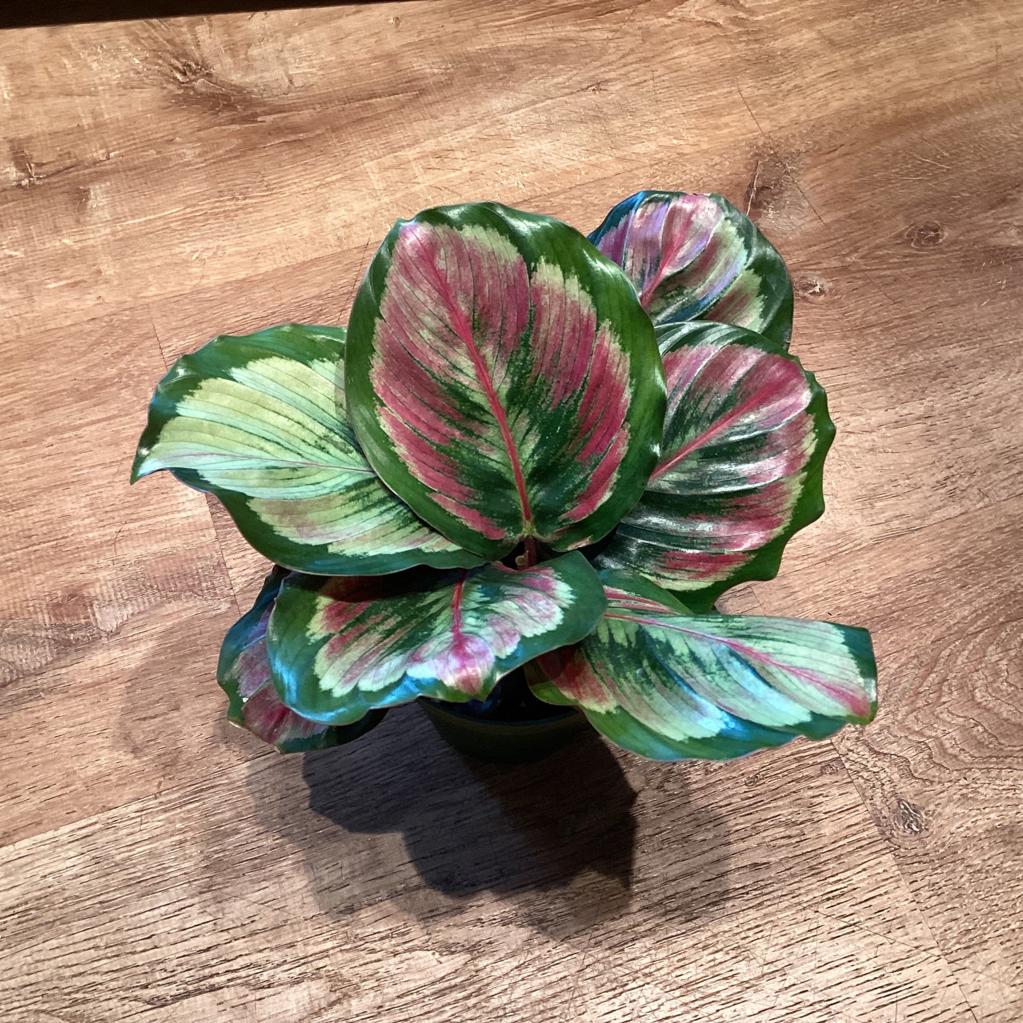 Calathea ‘Northern Lights’