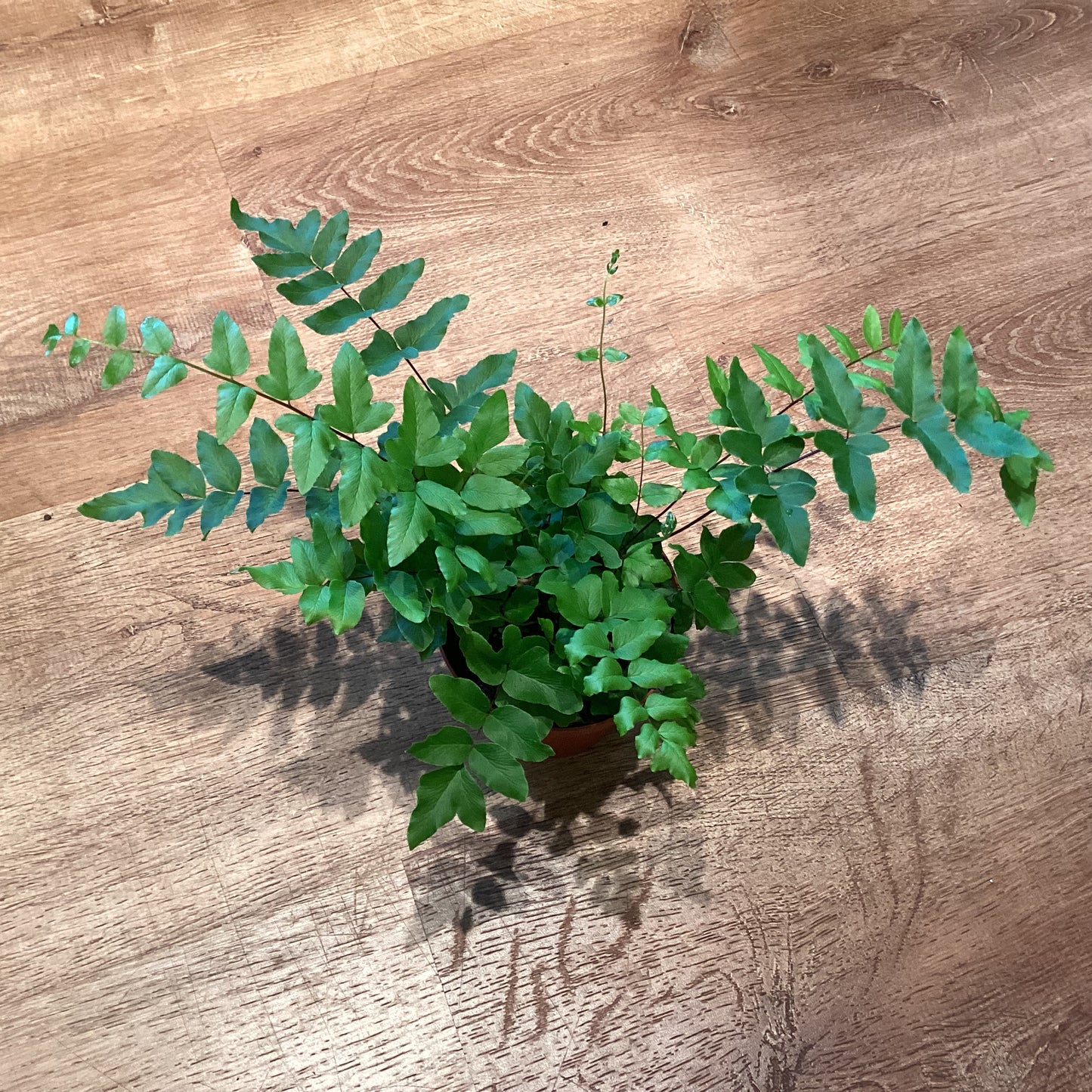 Pellea hastata (Cliff Brake Fern)