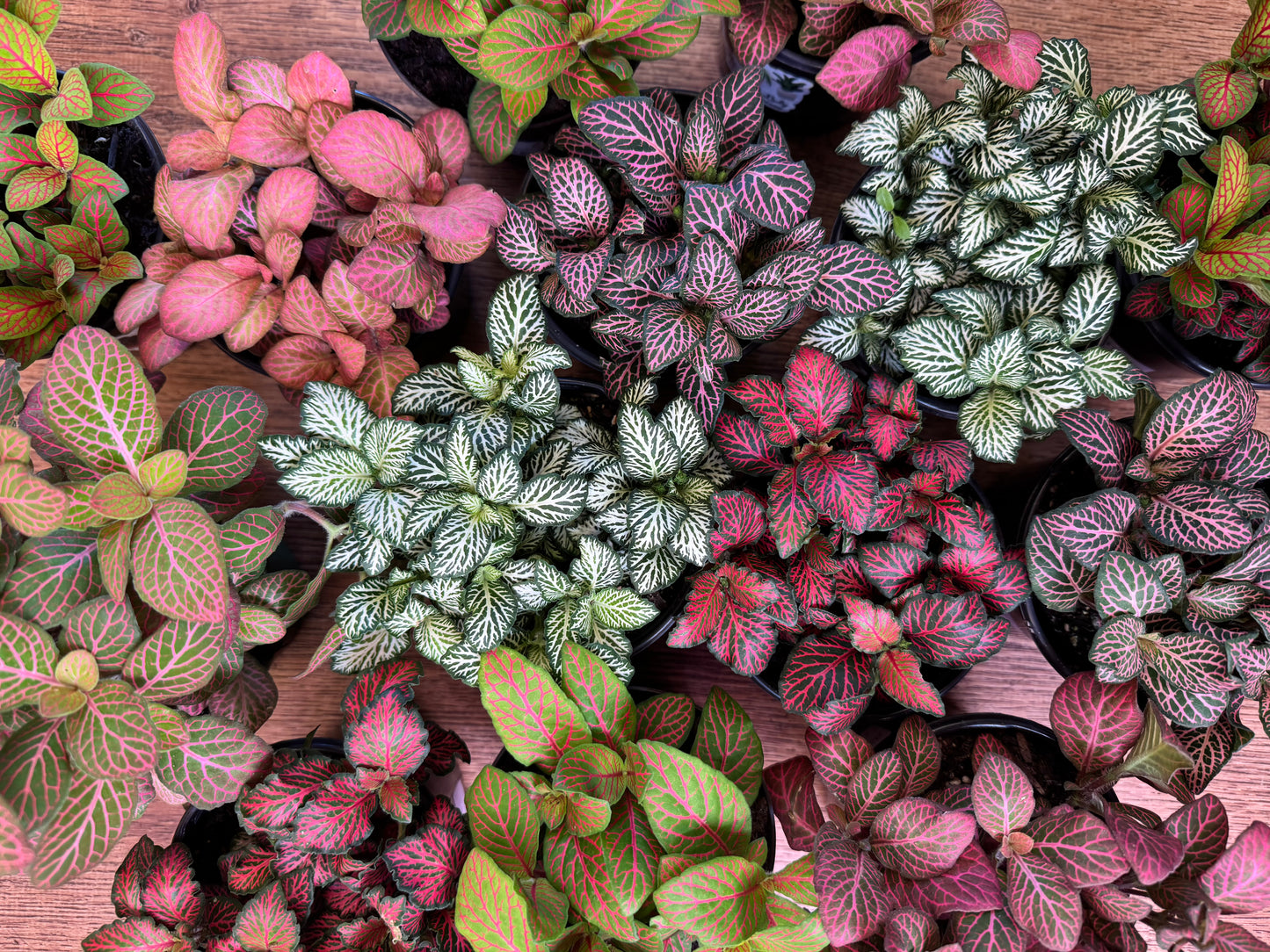 Fittonia assorted 4”