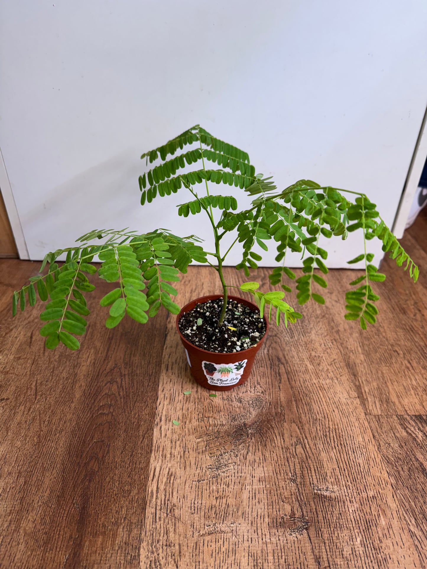 Delonix regia (Flame Tree)