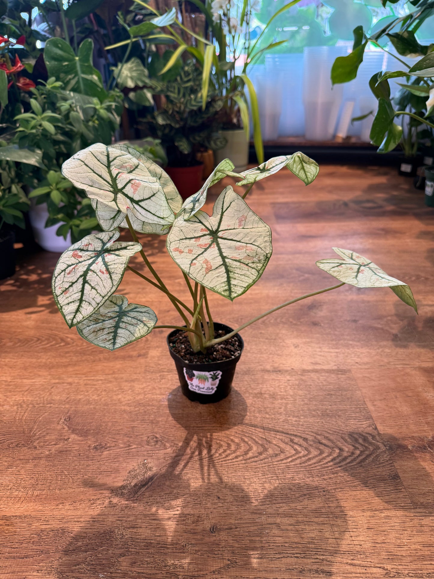 Caladium bicolor 'Snow'