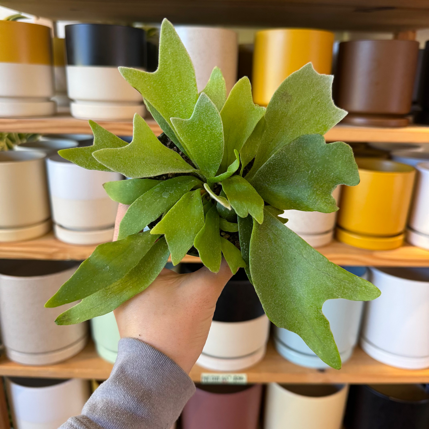 Platycerium hybrid — Staghorn Fern “Grande ×”