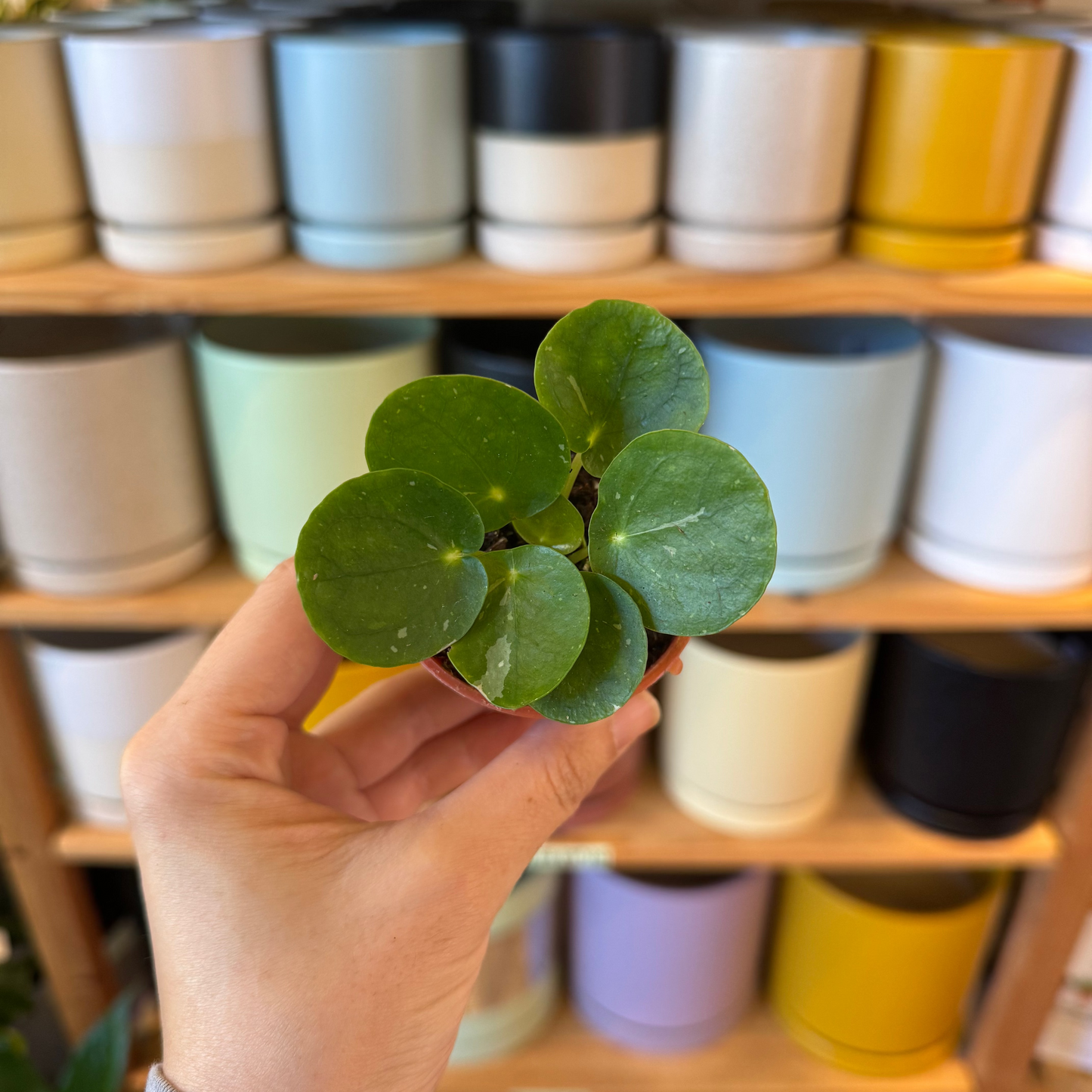Pilea peperomiodes 'Sugar'