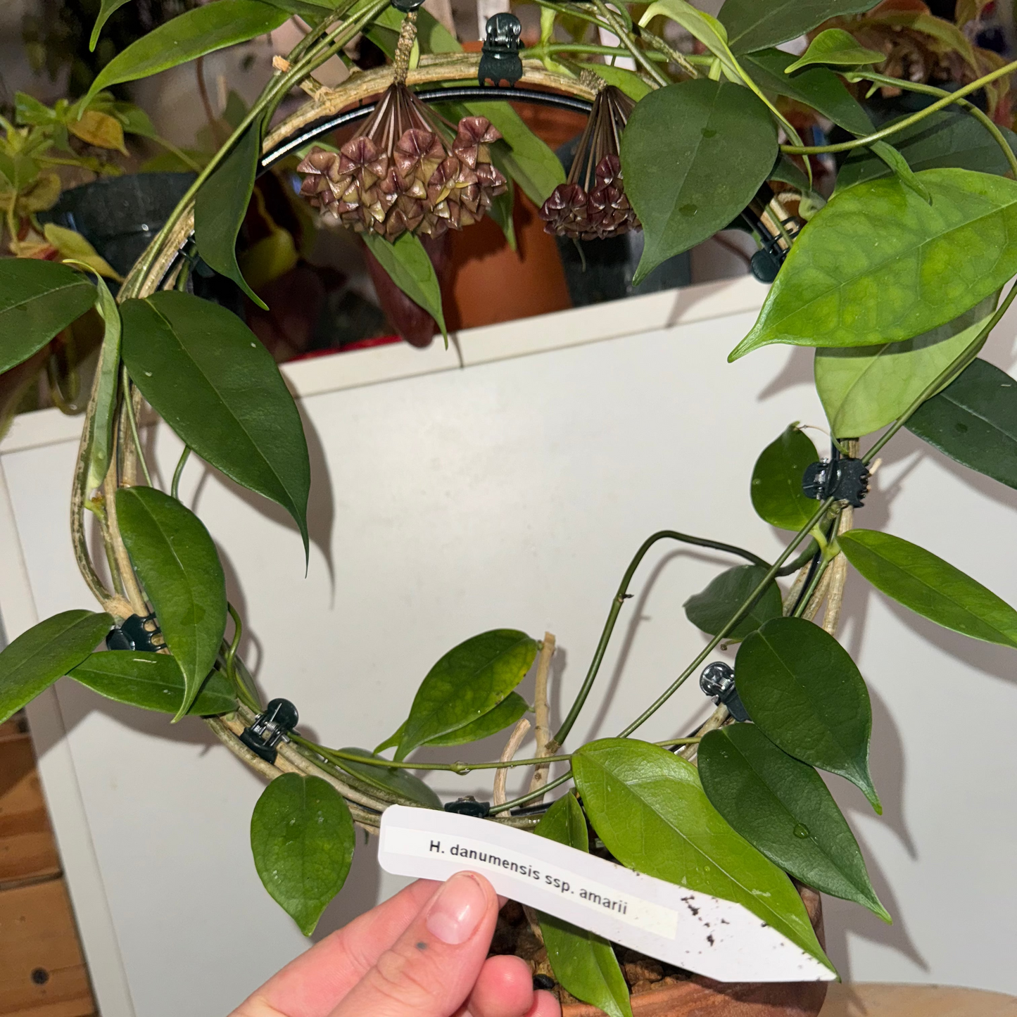 Hoya danumensis ssp. amarii
