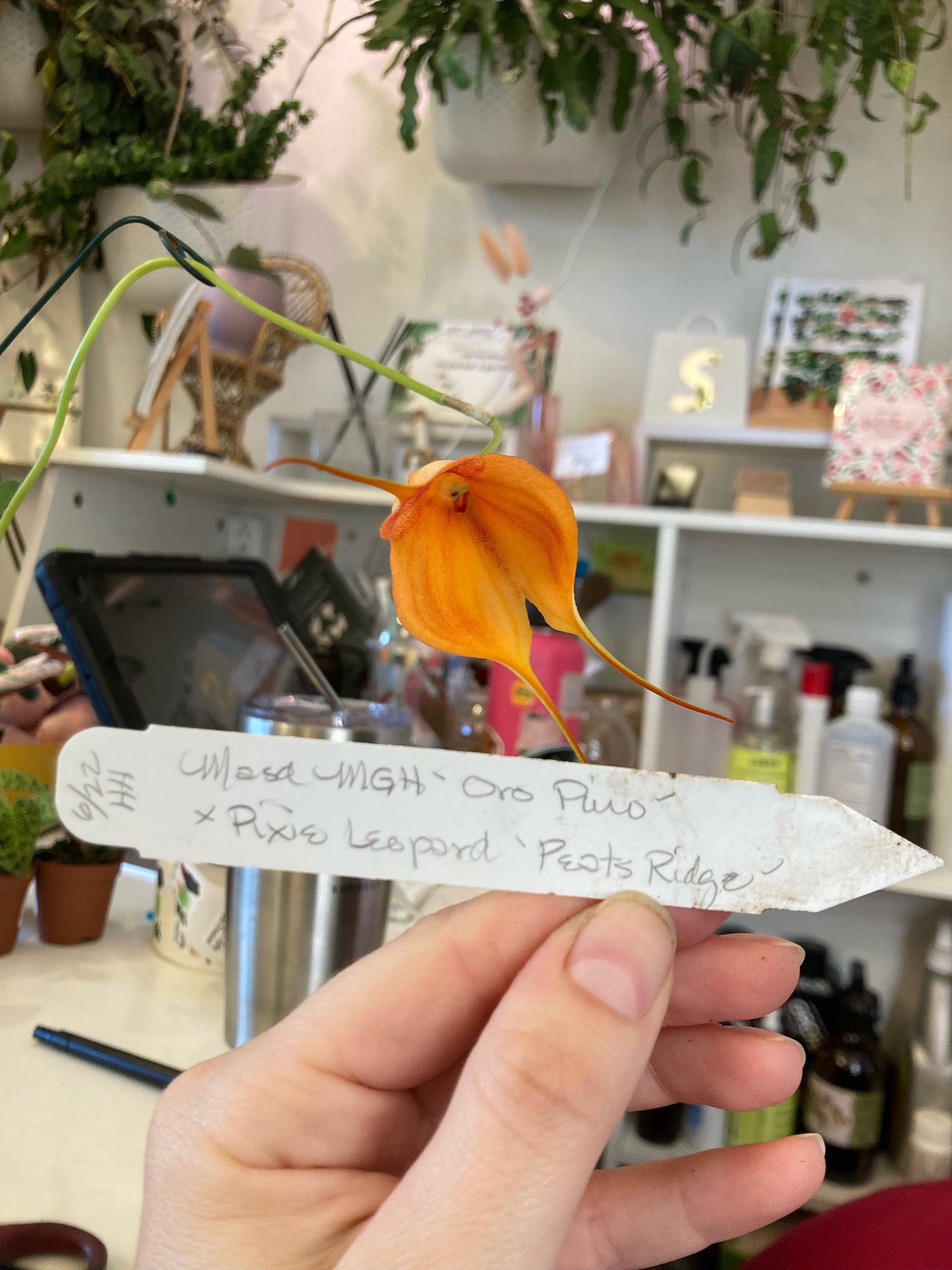 Masdevallia (POE event only)