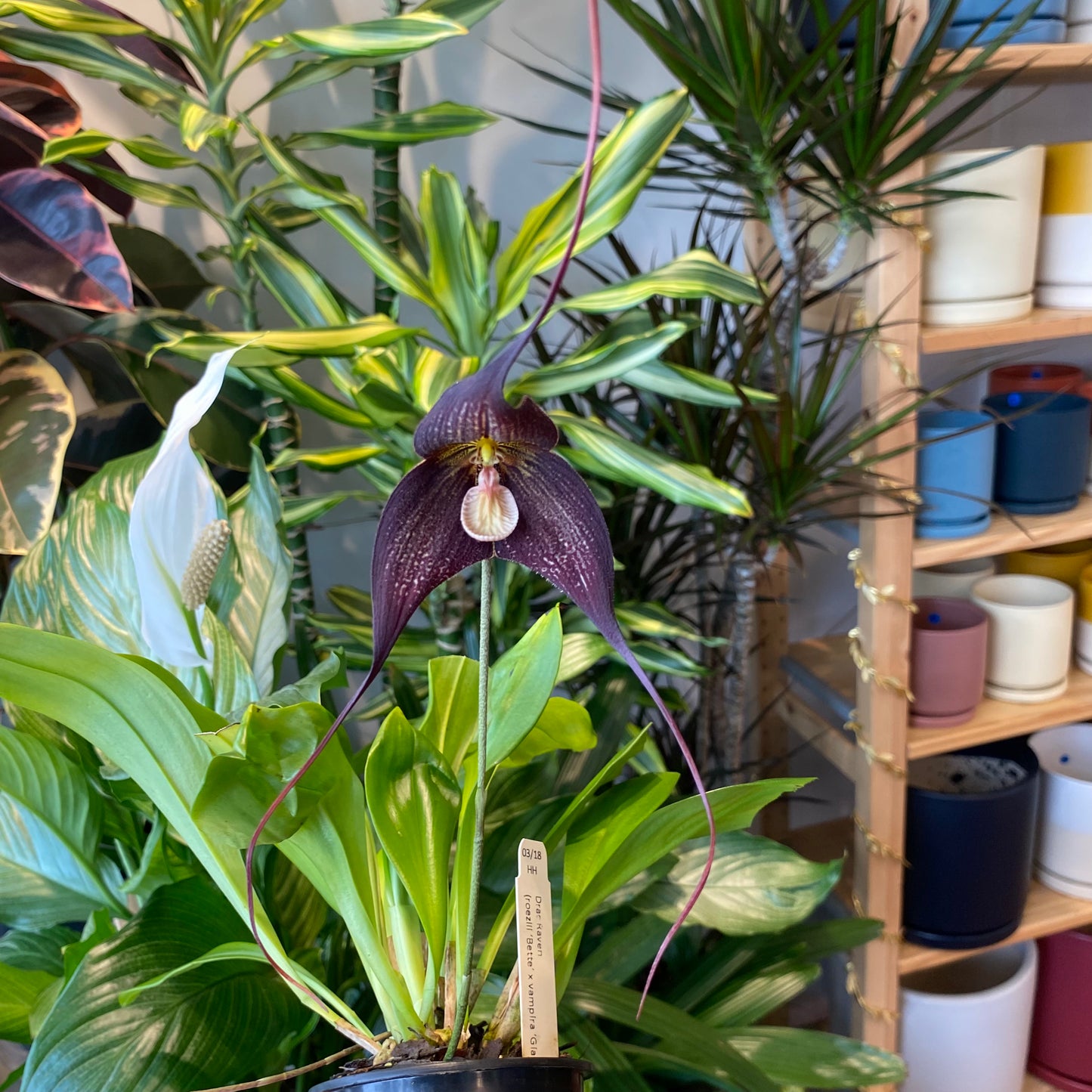 Dracula 'Raven' (rozellii betty x vampira giant)