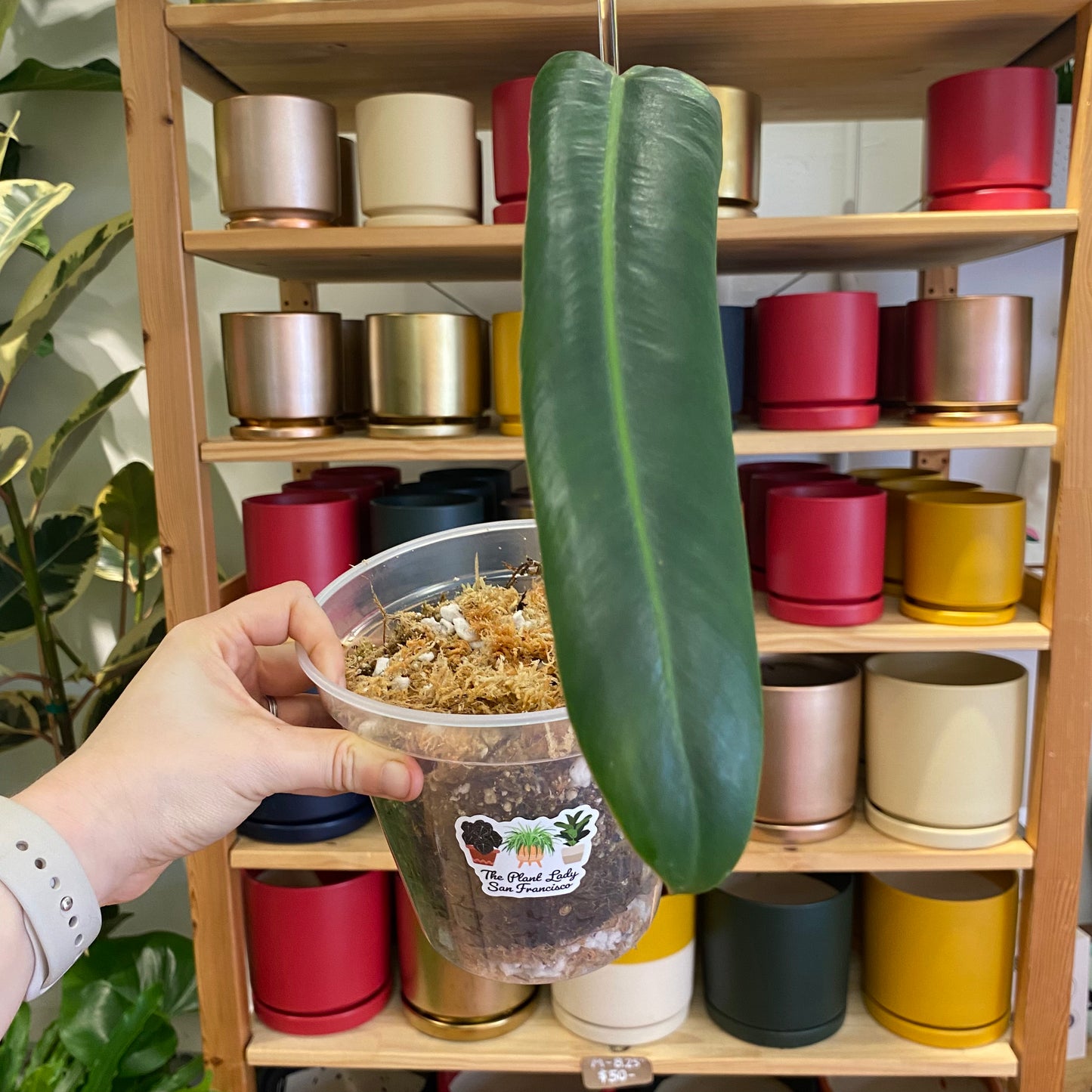 Philodendron spiritus-sancti