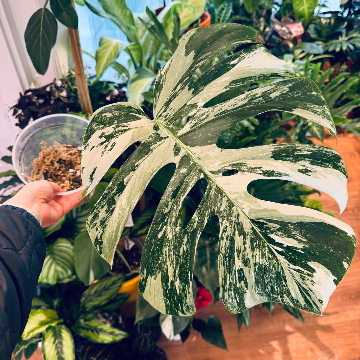 Monstera 'Albo' (Monstera deliciosa var. borsigiana albo-variegata)