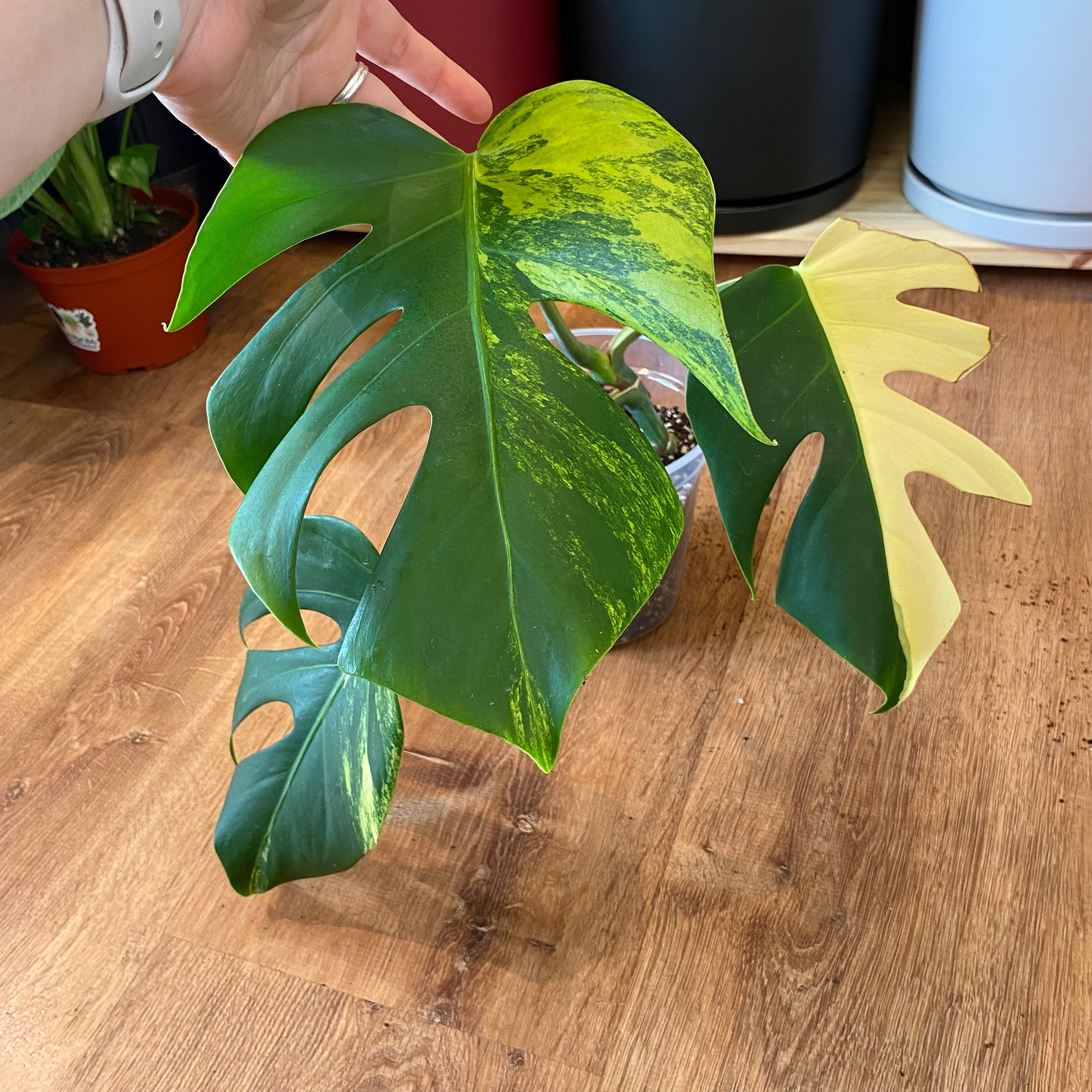 monstera deliciosa var borsigiana Monstera deliciosa var. borsigiana 'Marmorata Aurea'