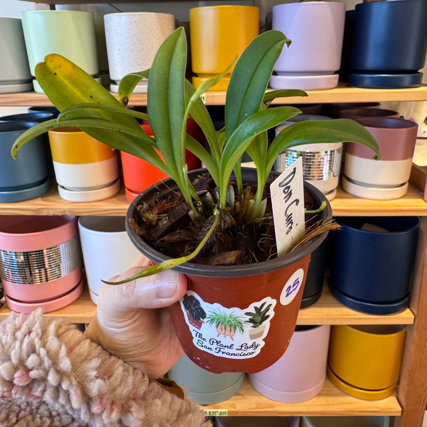 Masdevallia Don Cuni 'Ecuagenera'