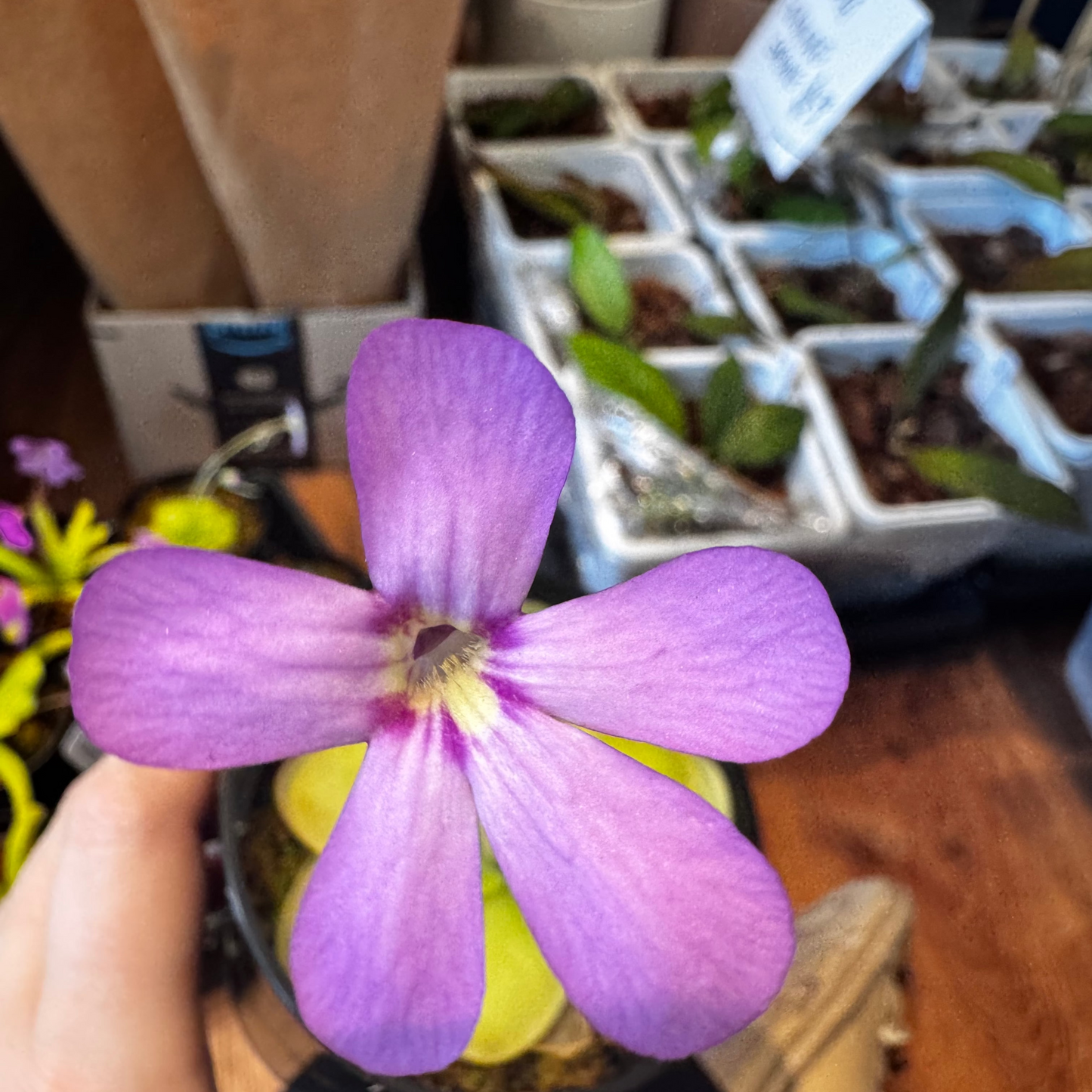 Pinguicula moranensis x ibarrae