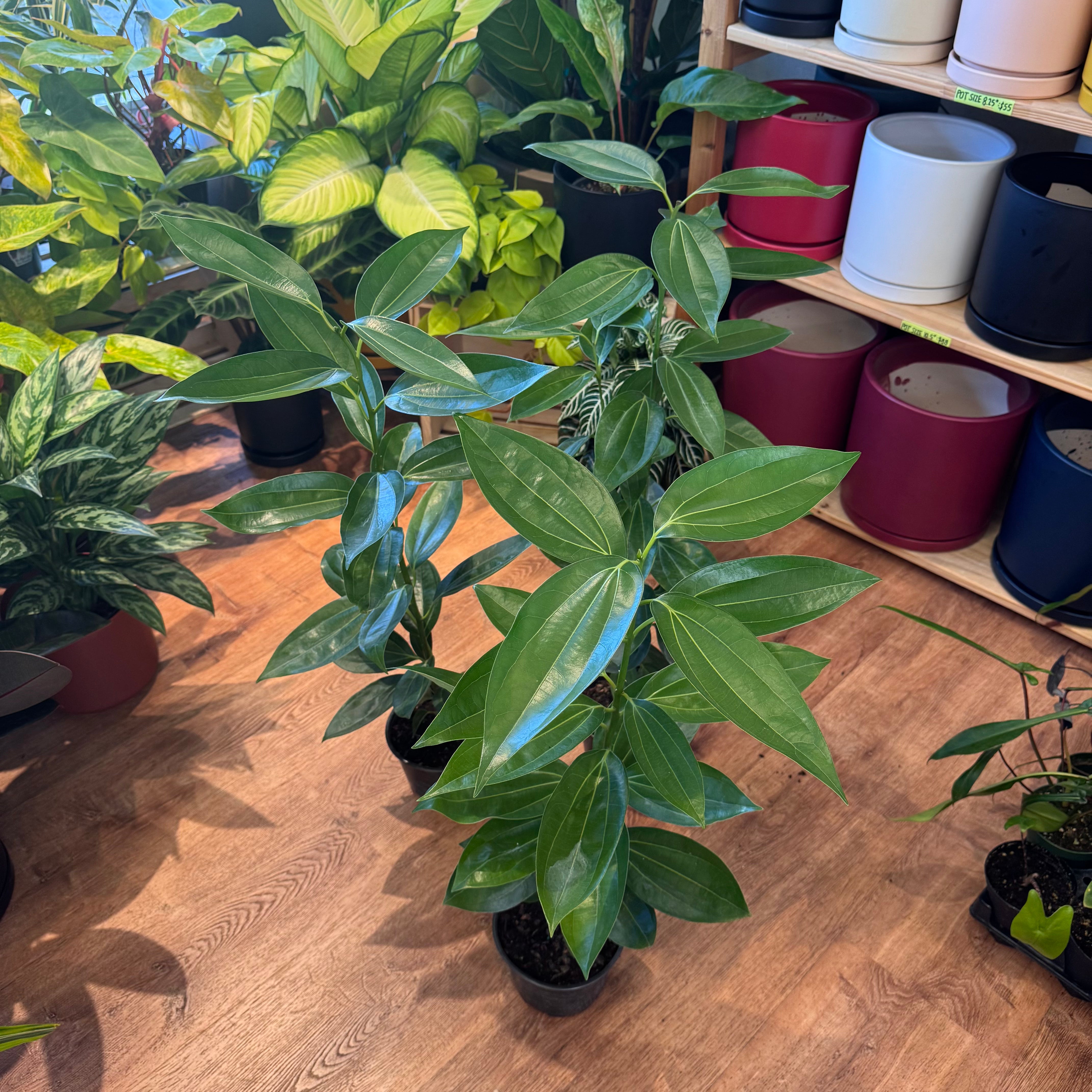 cinnamon plant images Cinnamomum verum (Cinnamon Tree) – The Plant Lady SF