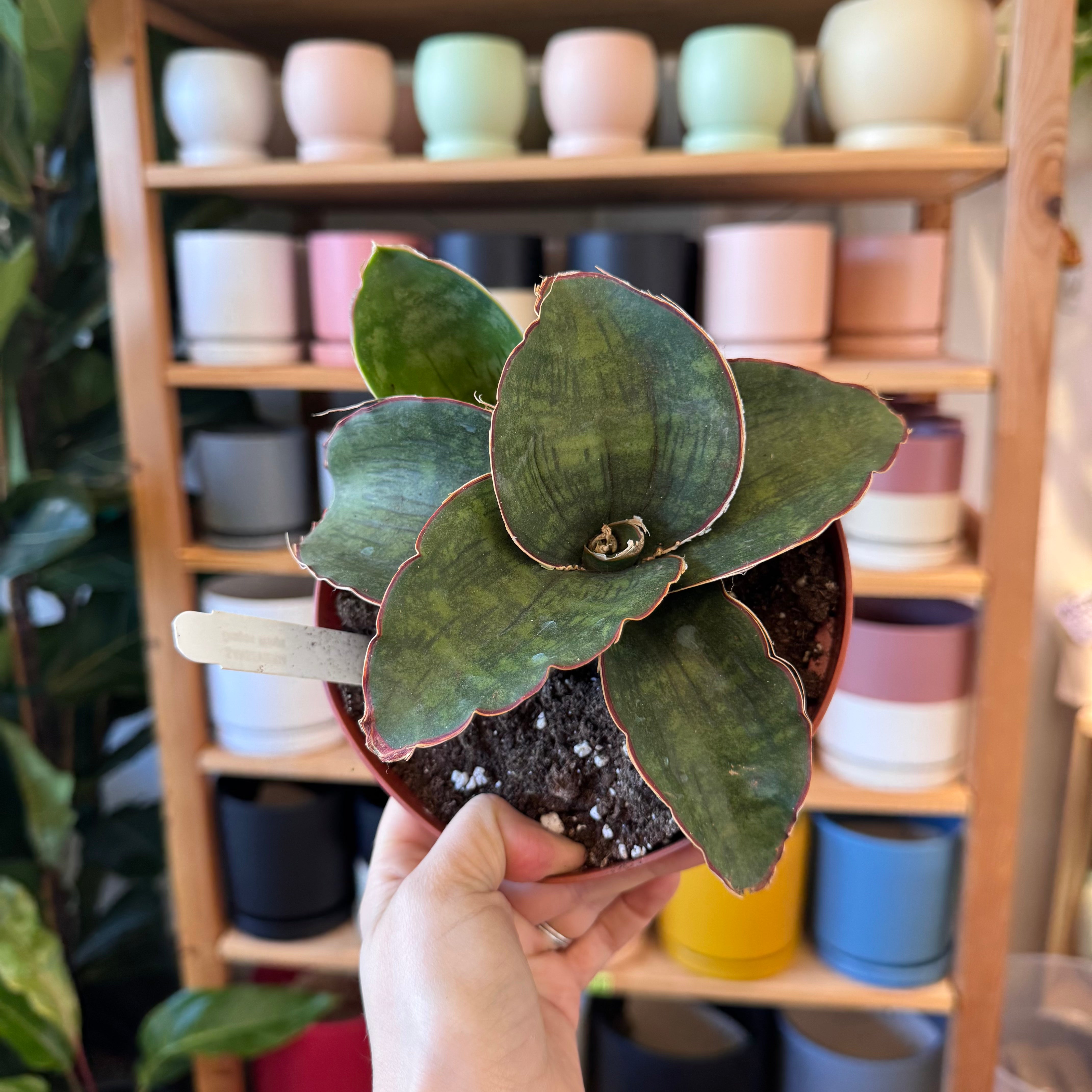 dragon wing snake plant Sansevieria ‘Dragon Wings’