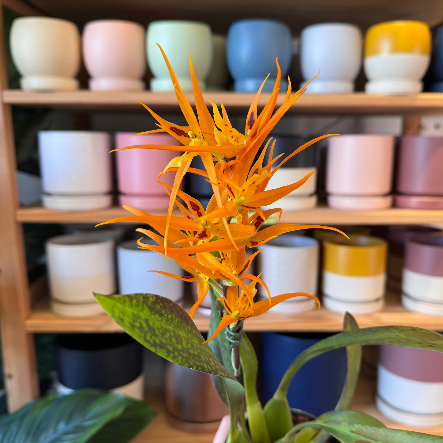 Brassada Orange Delight ‘Hilo Sunrise’