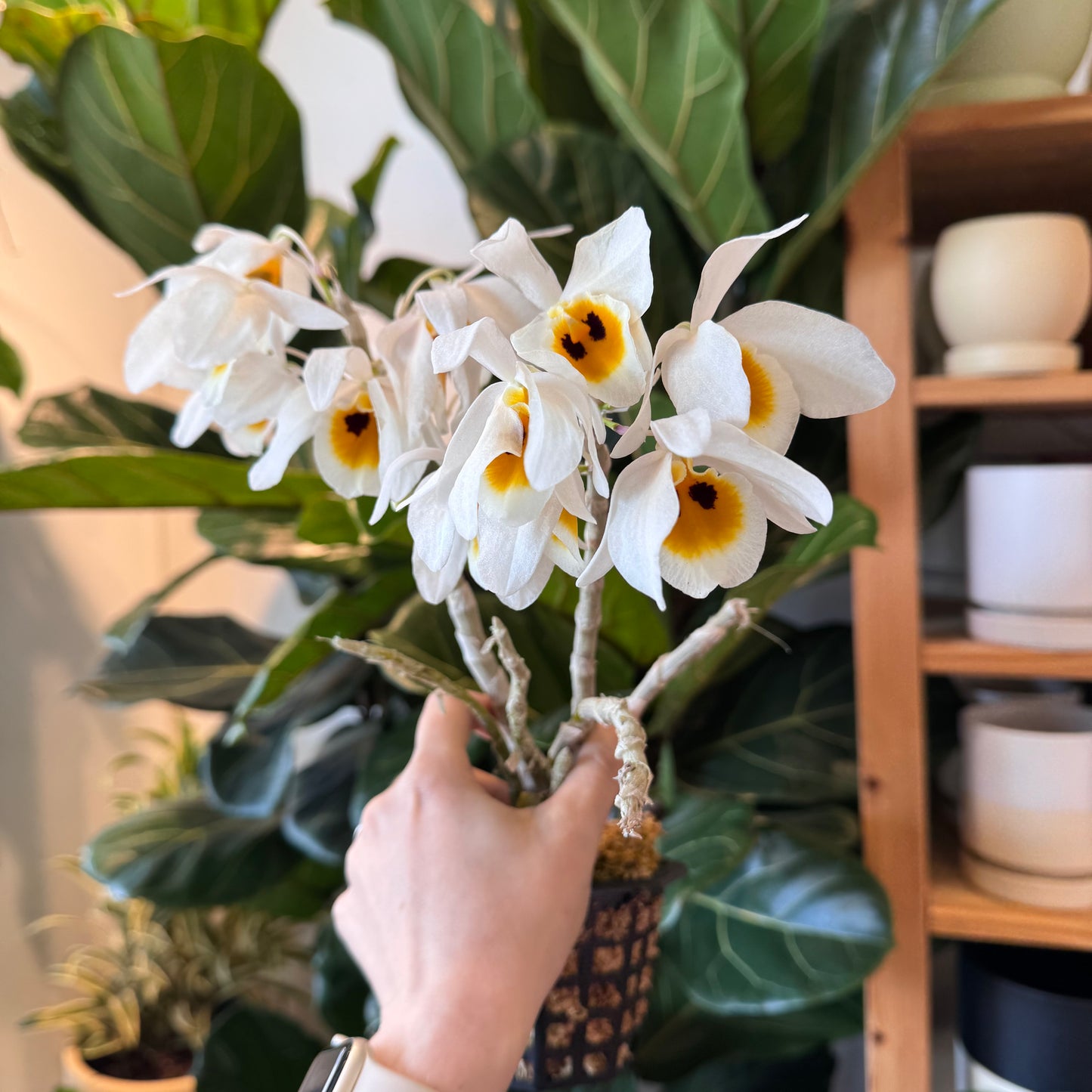 Dendrobium bensoniae x sib