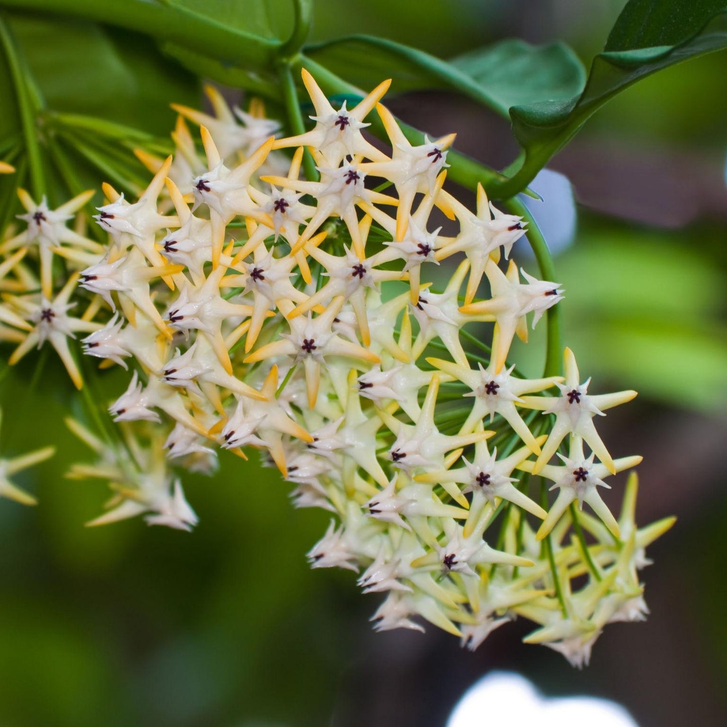 Hoya multiflora (Shooting Star Hoya)