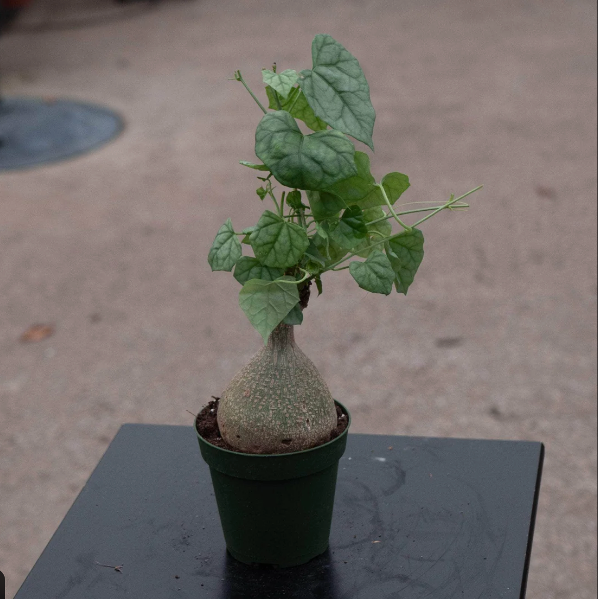 Gerrardanthus macrorhizus 'Big Foot'