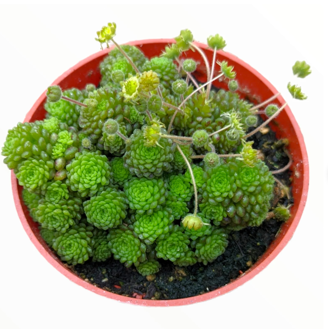 Monanthes polyphylla