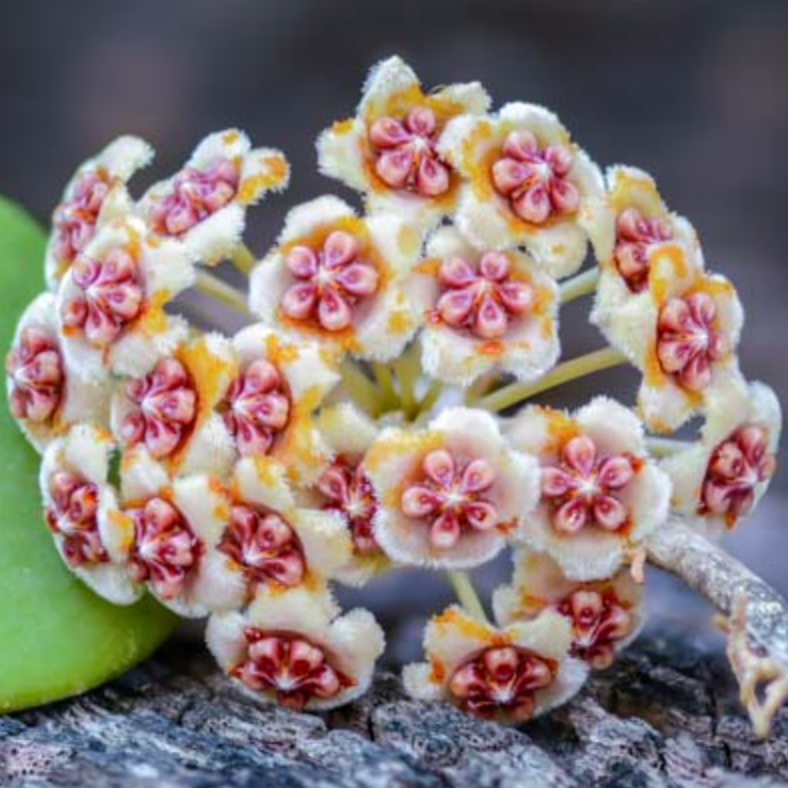 Hoya kerrii
