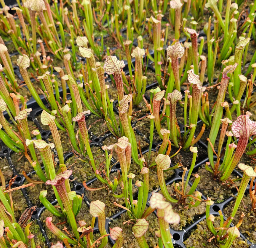 Sarracenia ‘Judith Hindle’