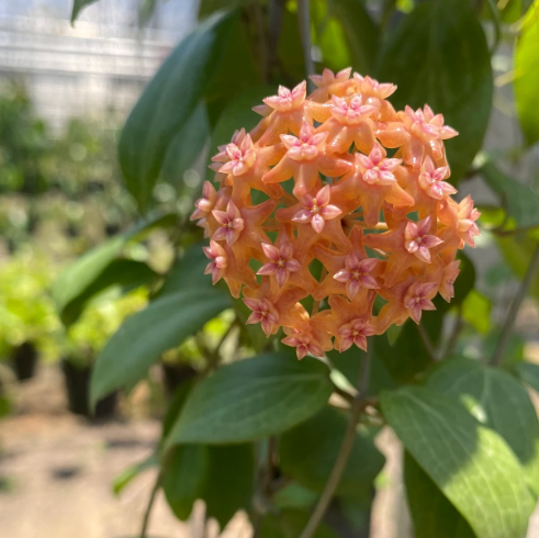 Hoya fitchii