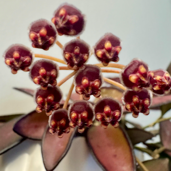 Hoya ‘Rosita’