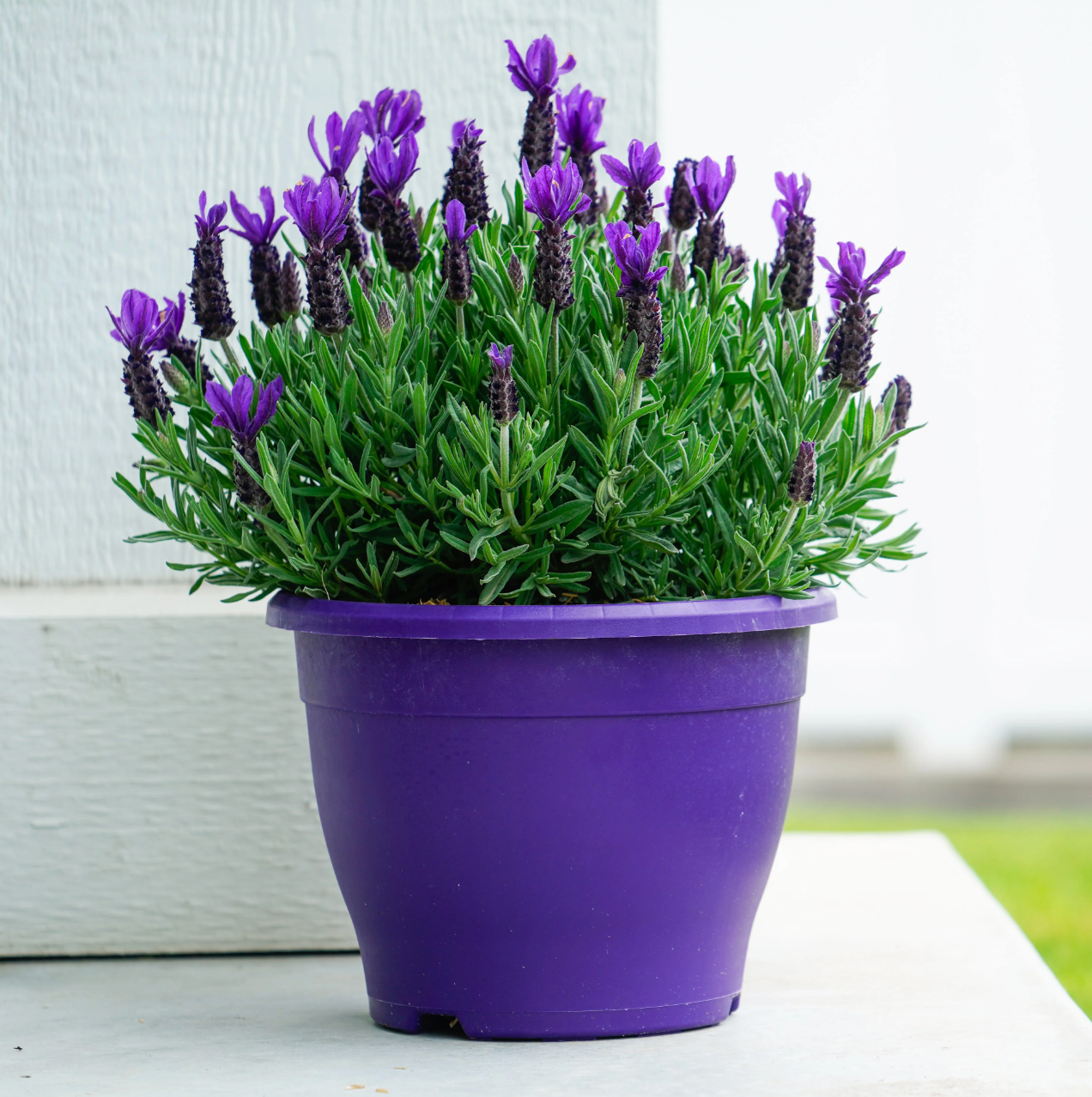 Lavendar - Special for Mother's Day