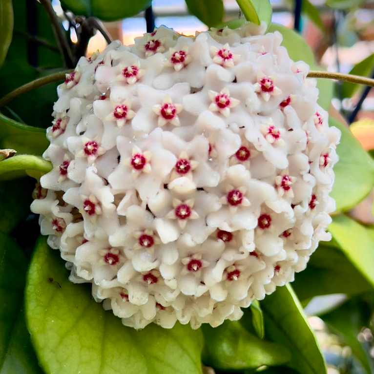 Hoya fungii