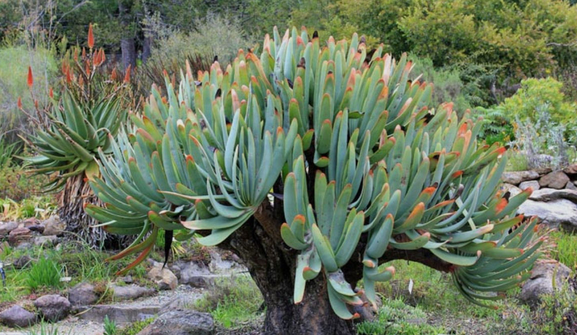 Aloe plicatilis (Fan aloe)