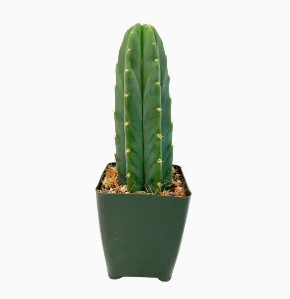 Trichocereus pachanoi (San Pedro cactus)