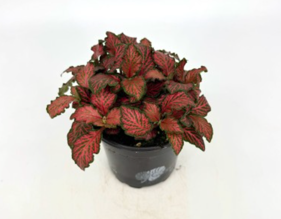 Fittonia "Firetail"