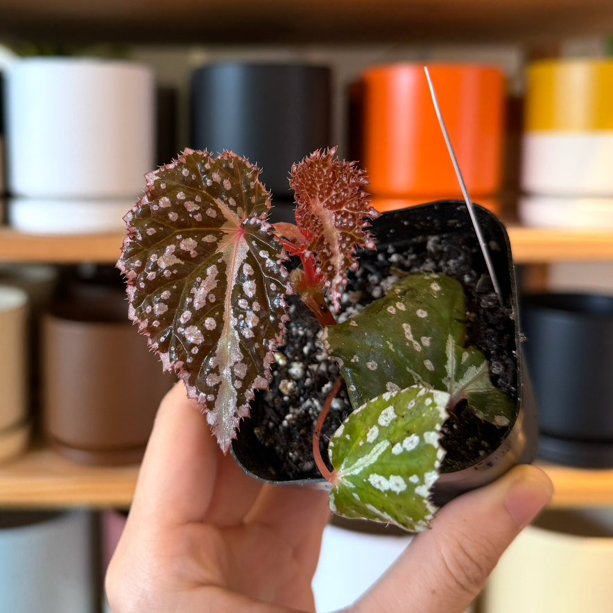 Begonia colorata x tawau