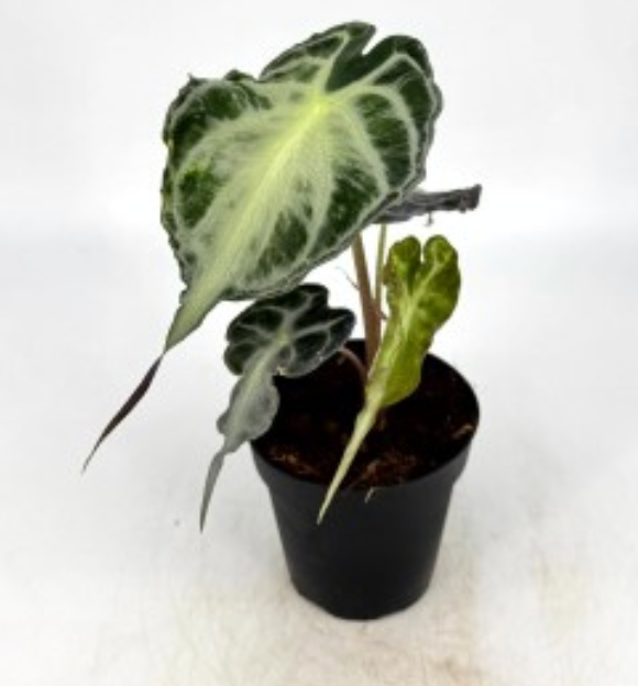 Alocasia 'Venom'