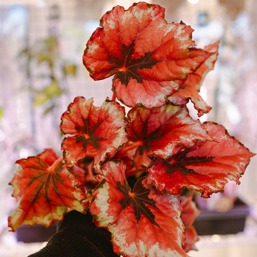 Begonia Rex - Assorted