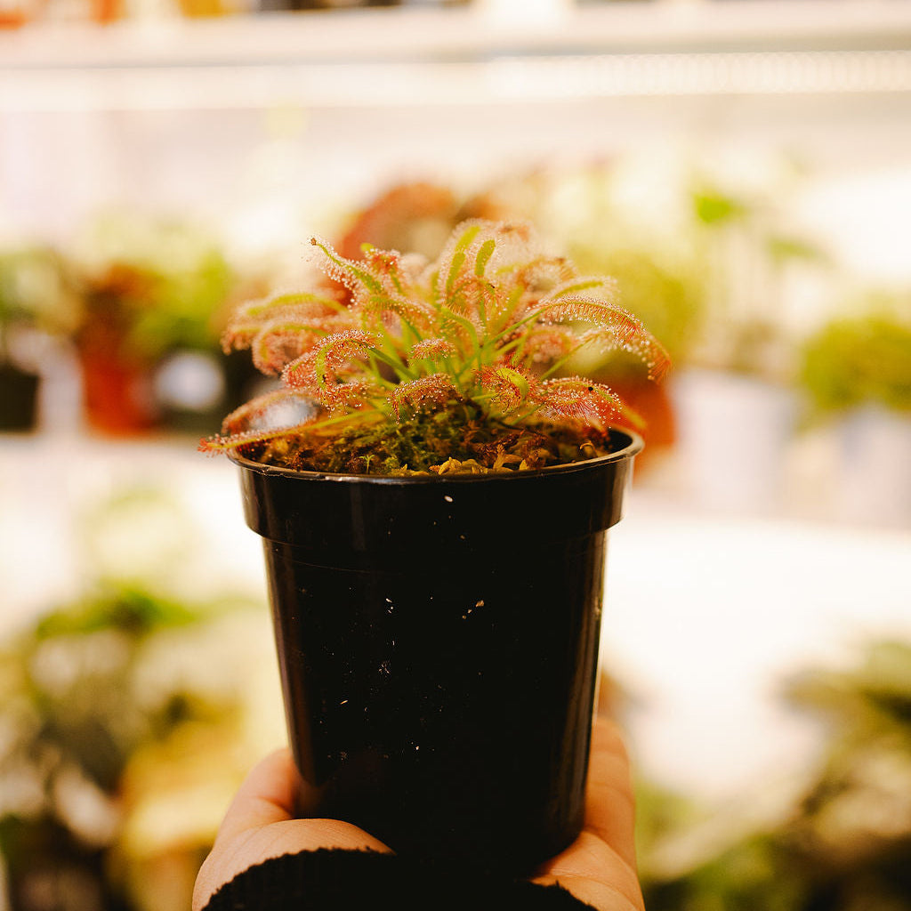 Drosera capensis (Cape Sundew)
