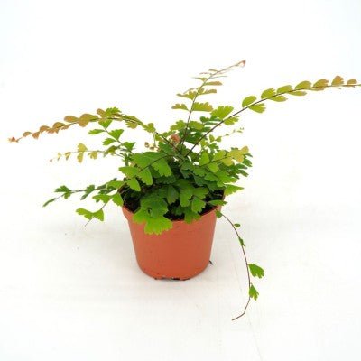 Adiantum caudatum (Walking Maidenhair Fern) - The Plant Lady SF