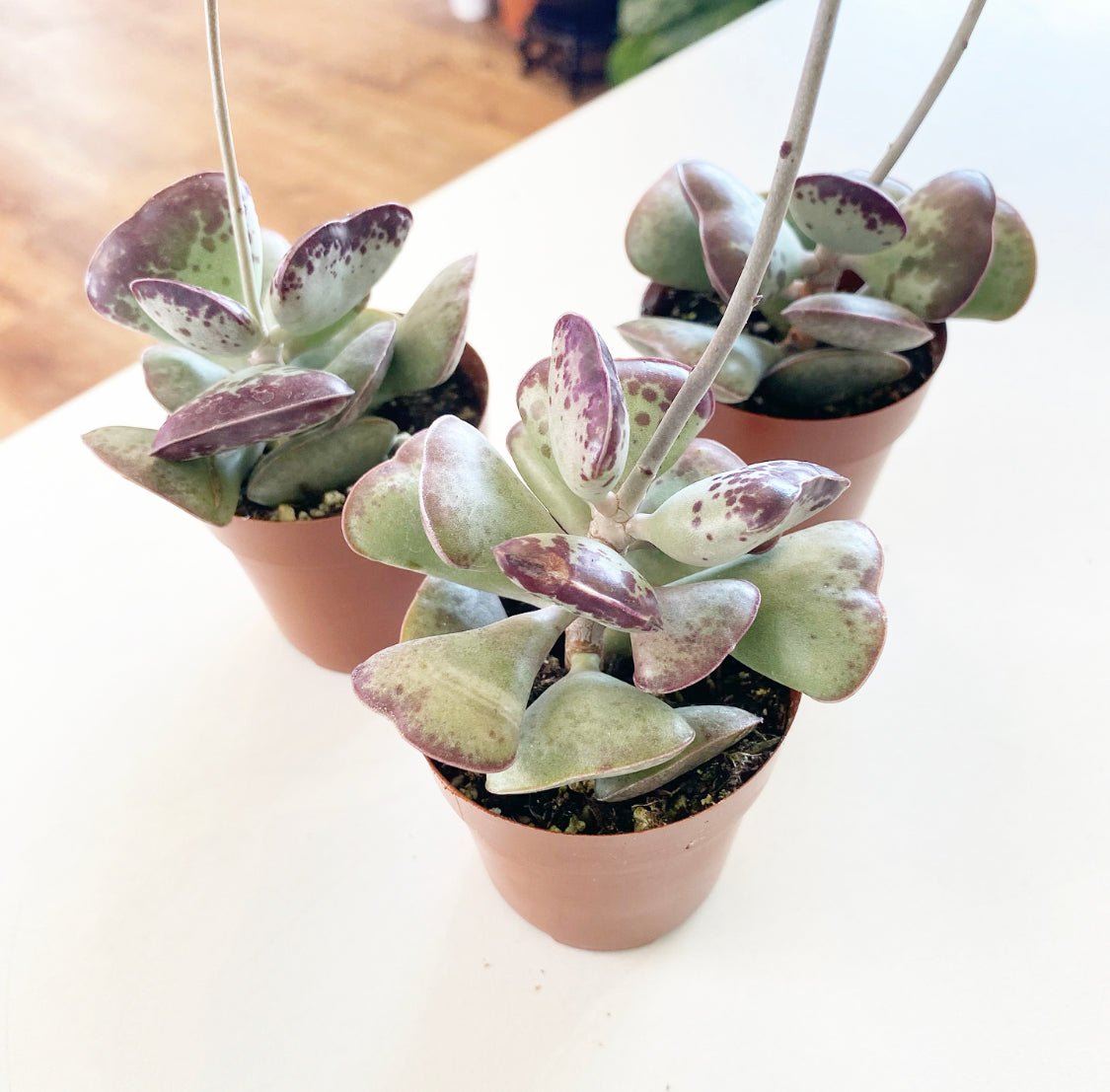 calico hearts succulents Adromischus maculatus (Calico Heart Plant)